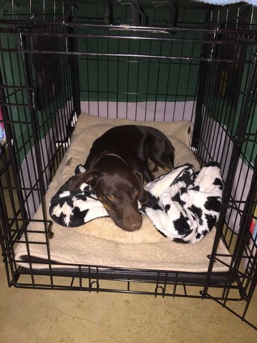 Клітка нові X/S-XXL переноска вольер будка место для собак или кошек