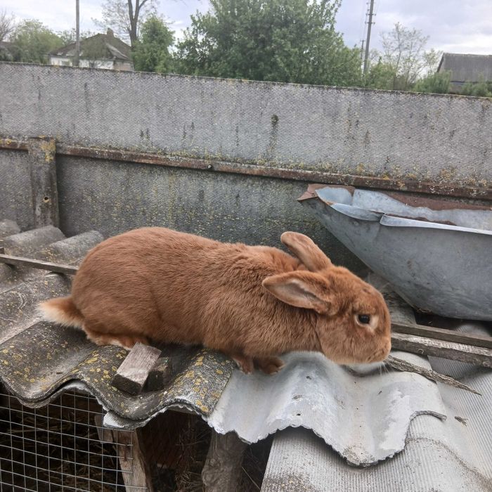 Продам кролів НЗК