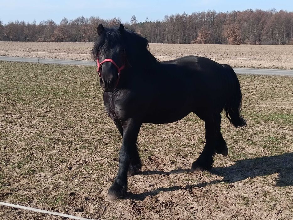 Ogier sztum 81pkt. zamiana/sprzedaż