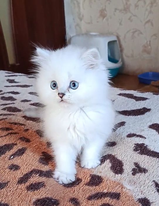 Шикарный мальчик шиншилла поинт