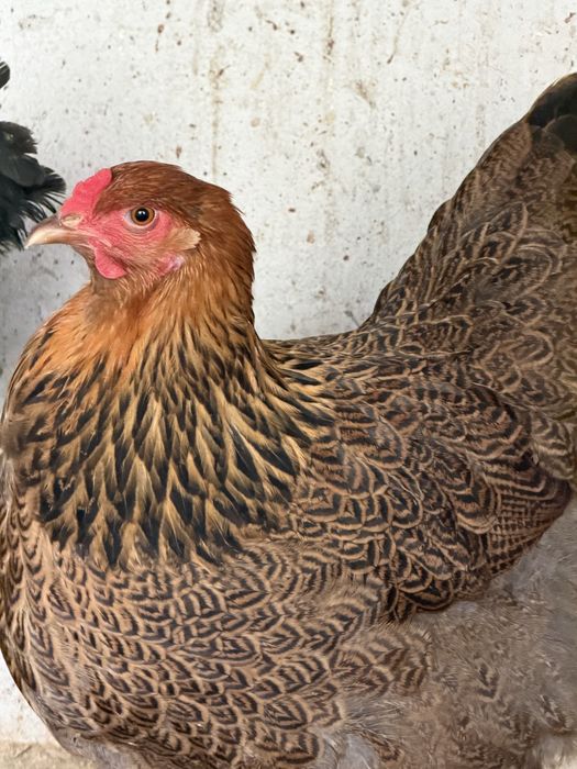 Ovos Brahma Perdiz