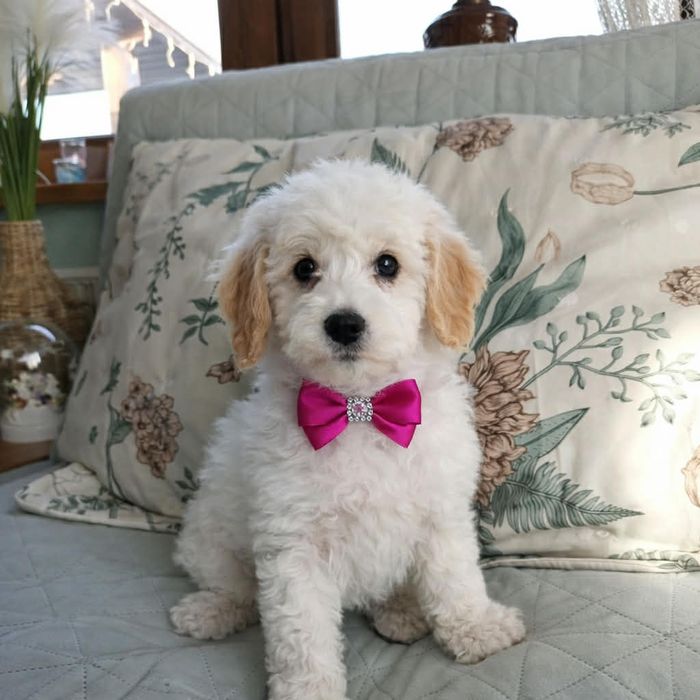 Labradoodle F2  WŁOS