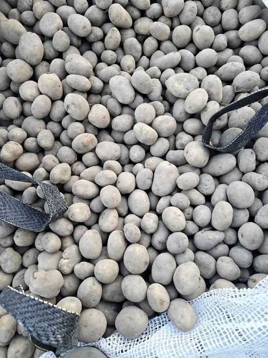 Catania sadzeniaki 0,50gr/kg