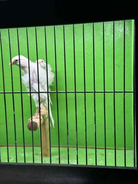 Frizados sul e norte