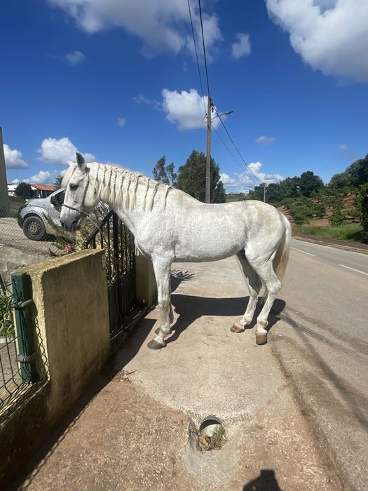 Cavalo mansinho