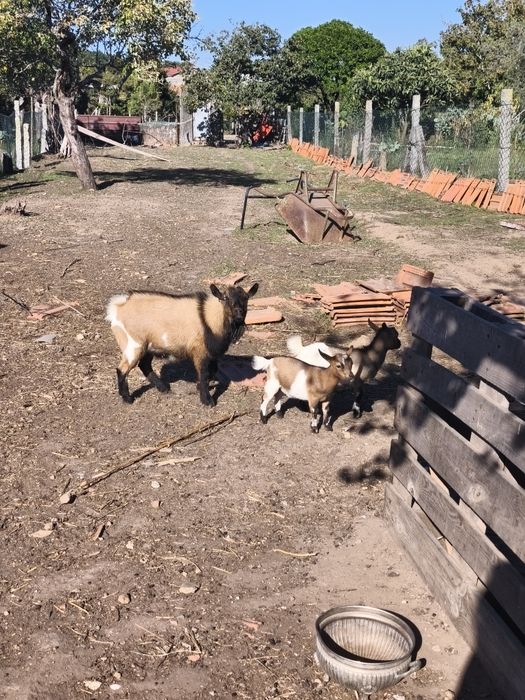 Cabras micro anãs