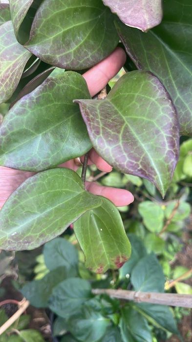 Hoya hoja surigaoensis, cięte 2 liście