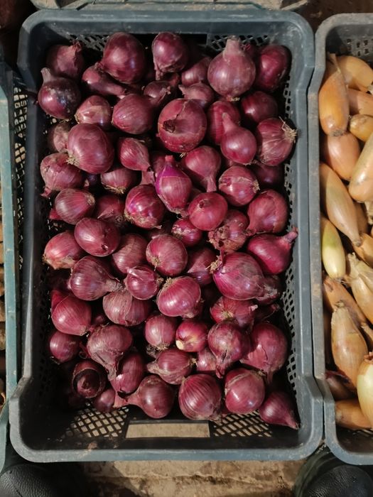 Sprzedaż detaliczna i hurtowa warzyw