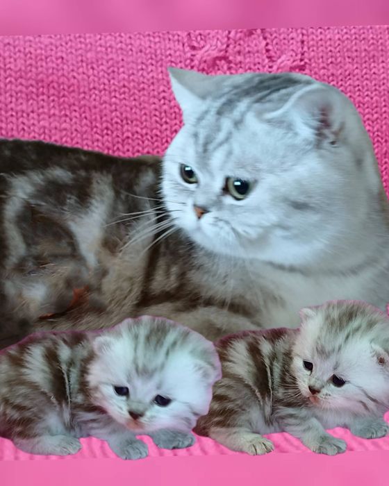 Шотландські мармурові кошенята. Котики