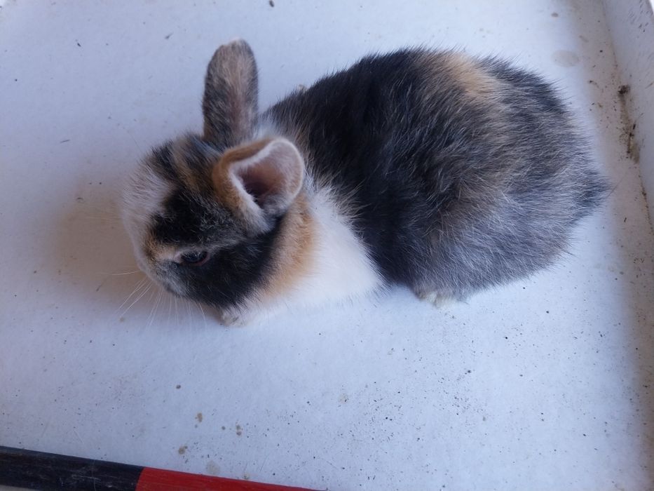 Coelhos anões cabeca de leão  /minilop/nederland dwarf