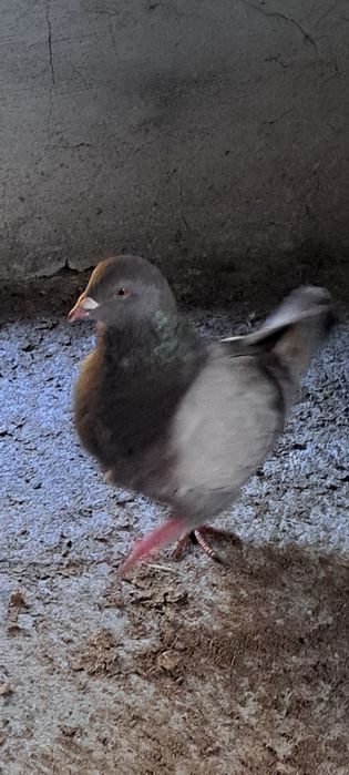 Gołębie kingi samce