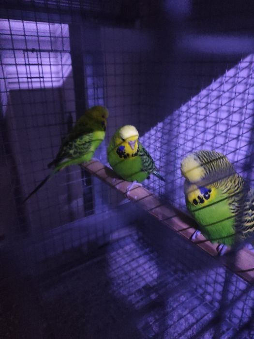 Aves piriquitos asa negra e Ingleses