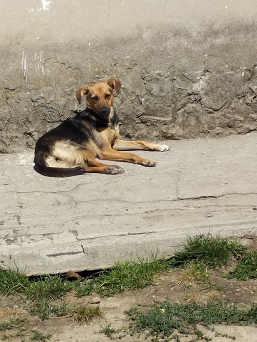 Ищут семью очень звонкие девочки, стерилизованы