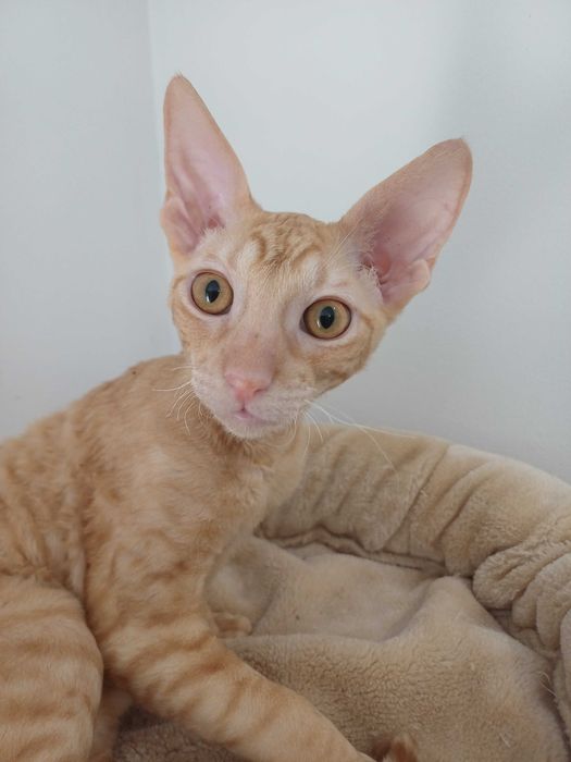 CORNISH REX - Dostępny kocurek o imieniu GARFIELD Hodowla: MatiMalwa*PL