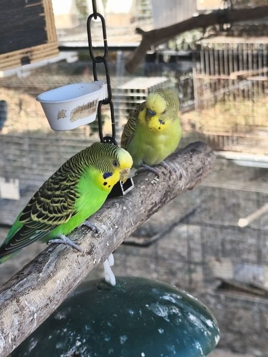 Aves exóticas de pequeno porte