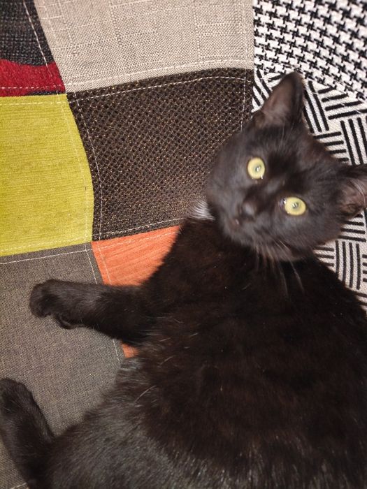 Котята черные мальчик  и девочка , серая девочка, хорошие руки