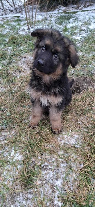 Oddam szczeniarki owczarki