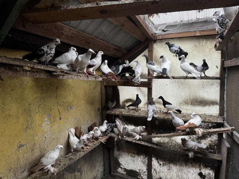 Gołębie hodowlane Raszyn