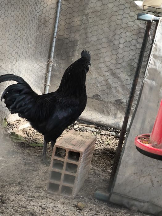 Ovos de galinha galados várias raças