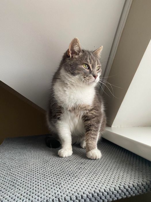 Бася шукає дім, стерилізована кішка