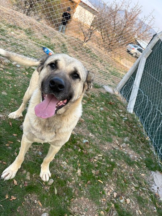 Kangal do adopcji
