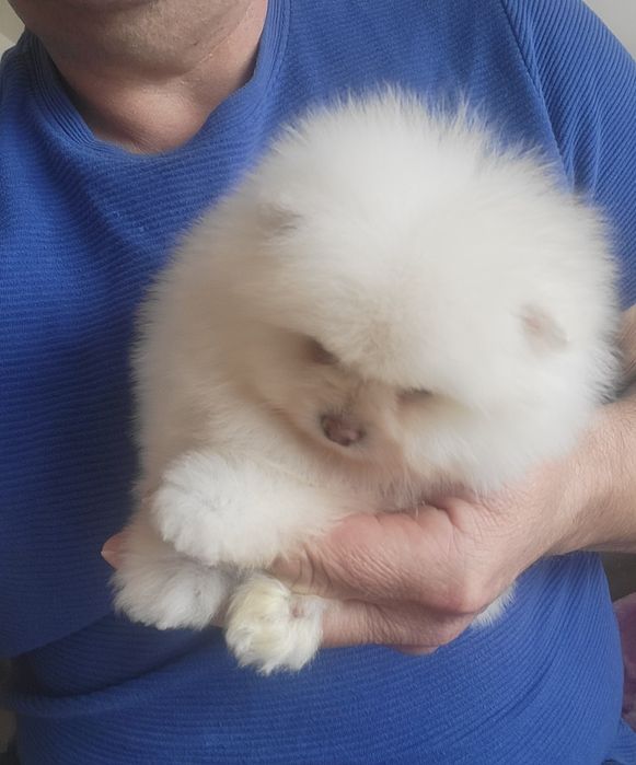 Szpic miniaturowy pomeranian