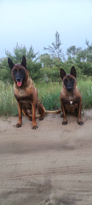 Малинуа (бельгийская овчарка ) щенки