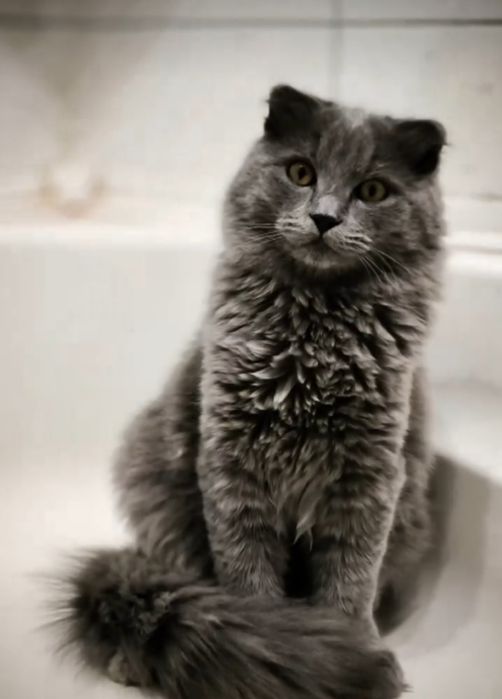 Принц шукає принцесу