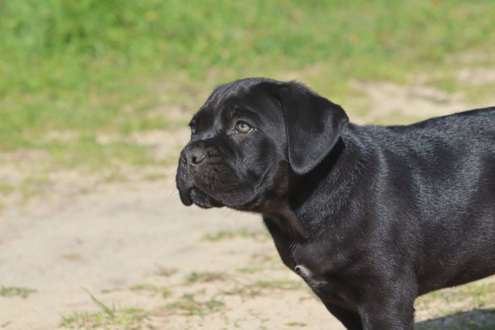 Cane Corso Italiano