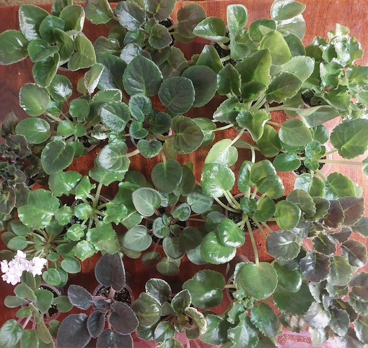 Продам дітки фіалок