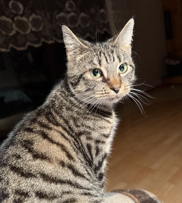 Koteczka Dusia do adopcji