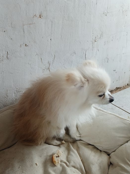 Безкоштовно померанський шпіц.