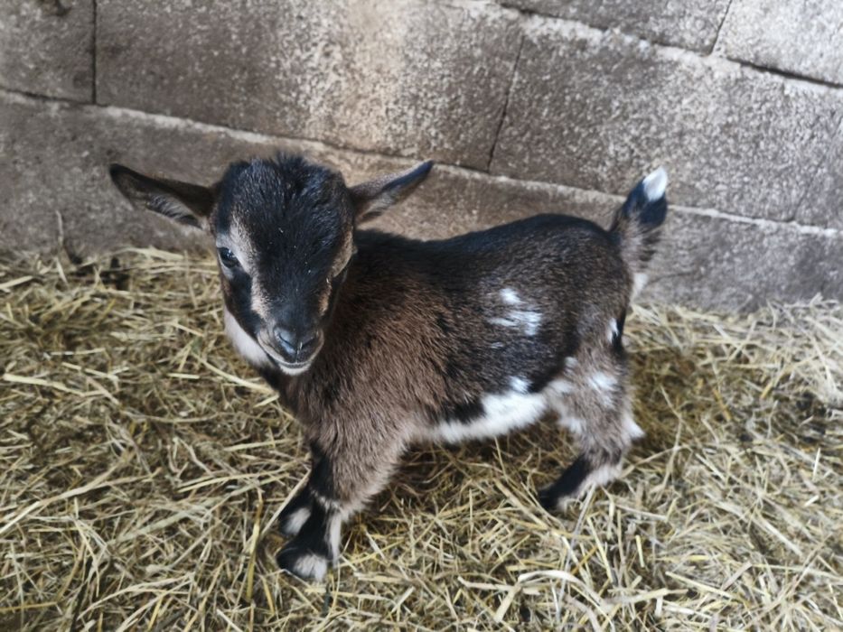 Vendo cabrito micro anão