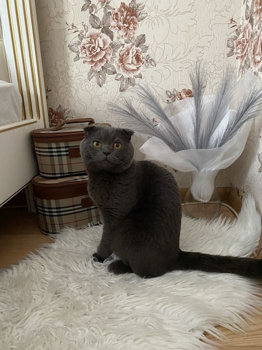 Вязка кота