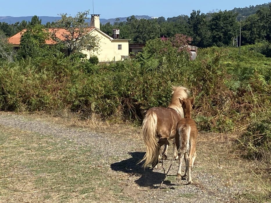 Disponivel. Poneis ovelhas. Poldro