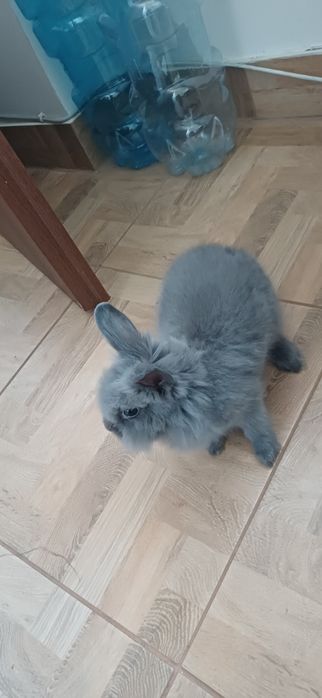 Krolik z ogrogzeniem