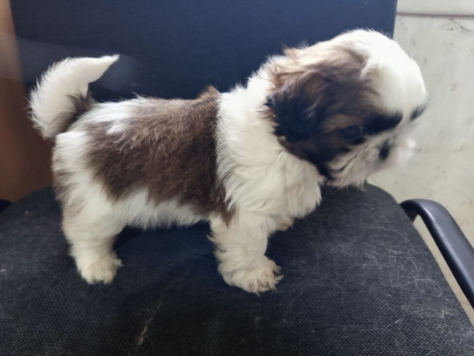 Щенки ши-тцу мальчики и девочка