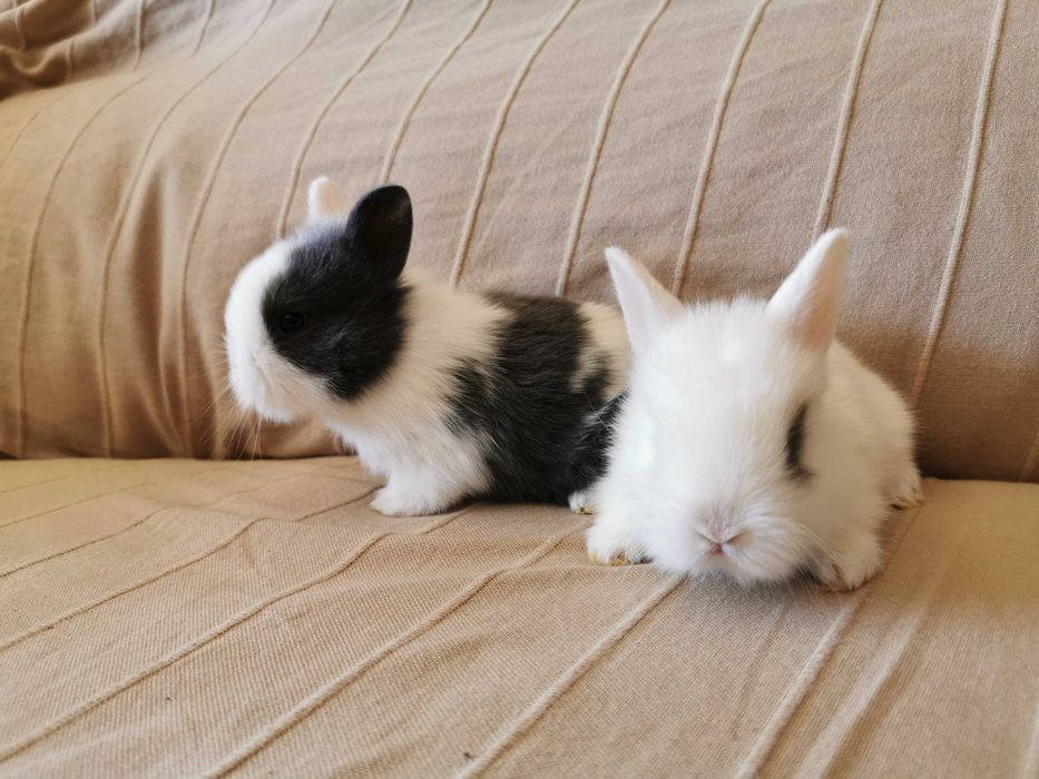 KIT Coelhos anões mini holandês e minitoy super meigos