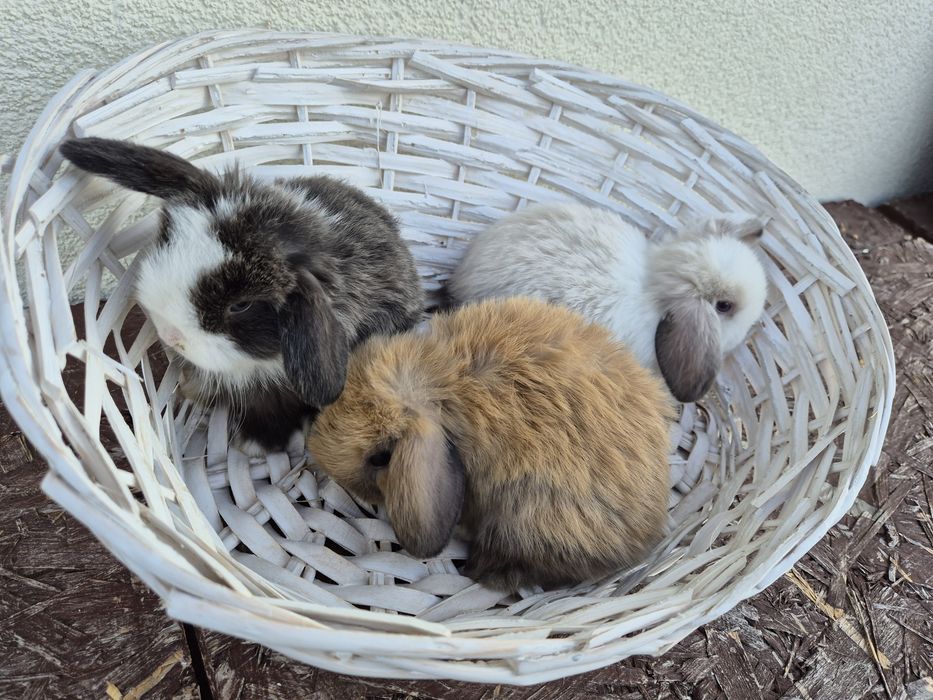 Królik minilopek mini lop