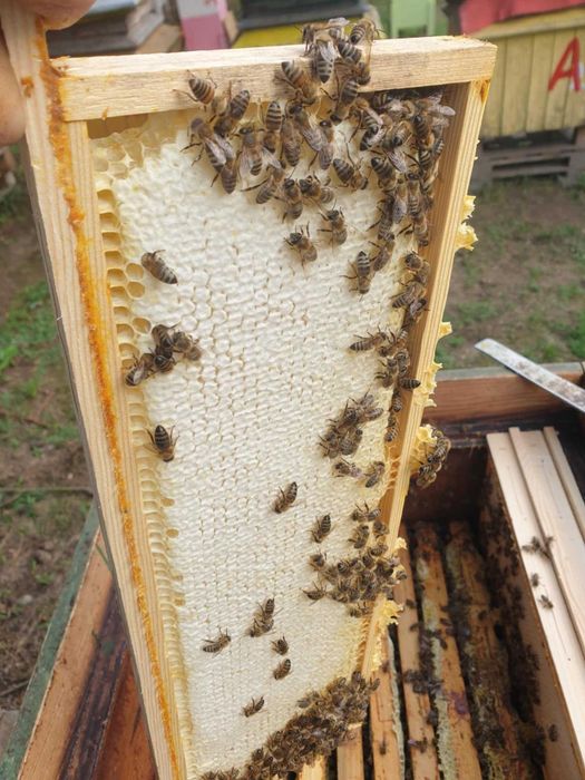 Odkłady pszczele na ramce DADANT na rok 2026