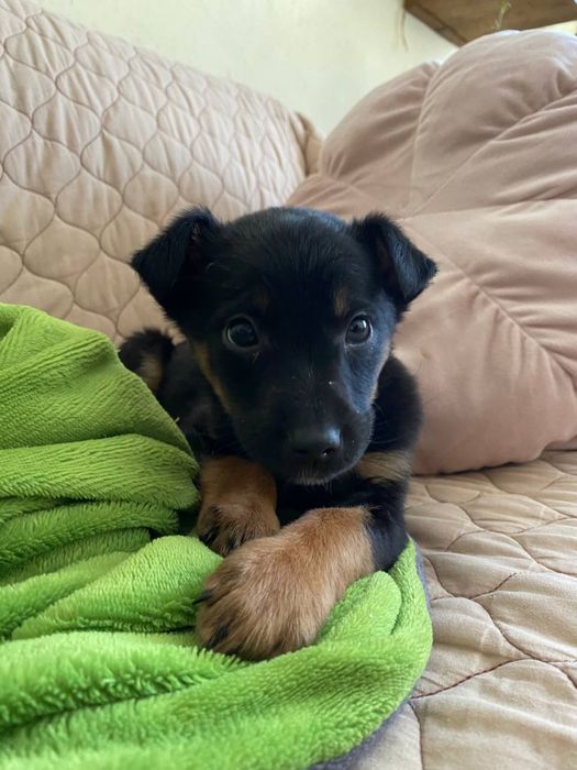 песика у добрі руки хлопчик Міша безкоштовно