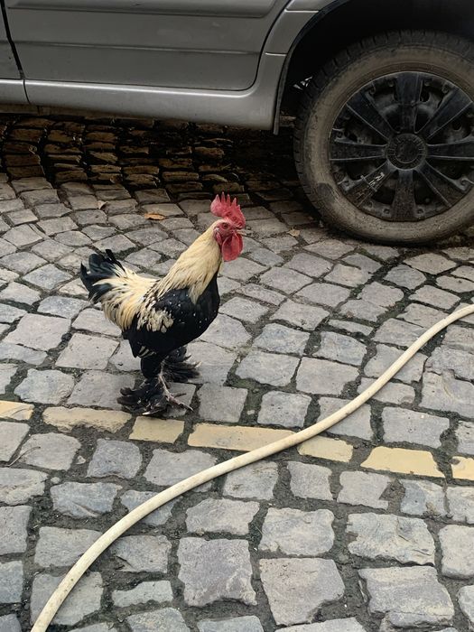 Кури лилипути бентамки