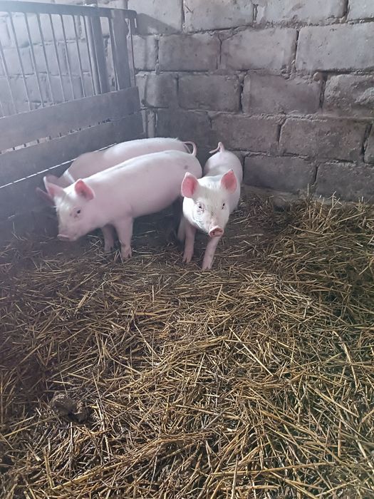 Продам малих поросят