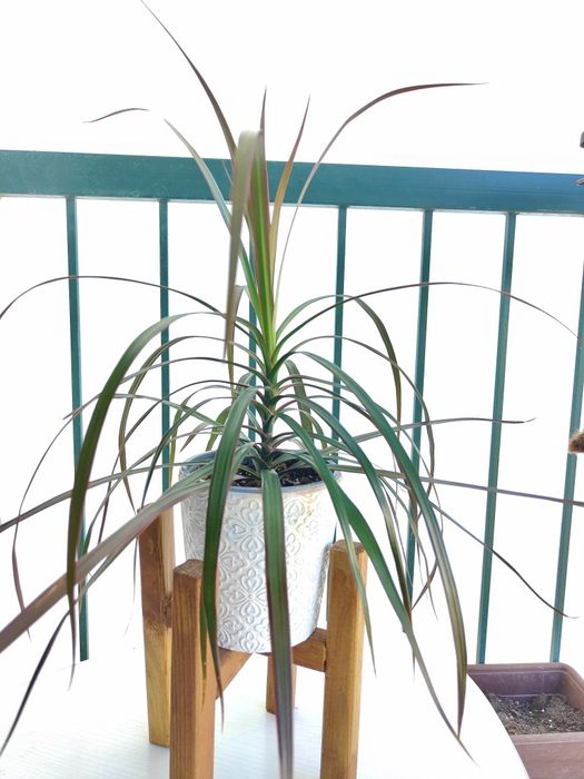 Dracena marginata // planta interior