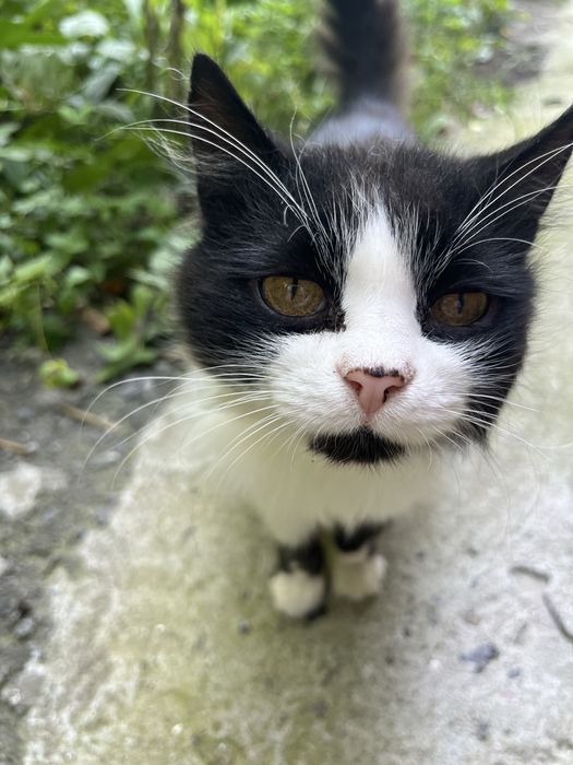 Котик безкоштовно