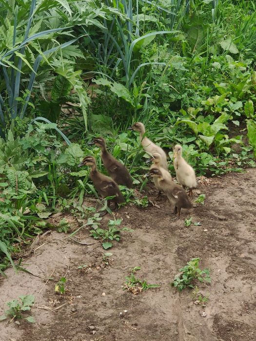 Ovos galados de pata corredor indiano