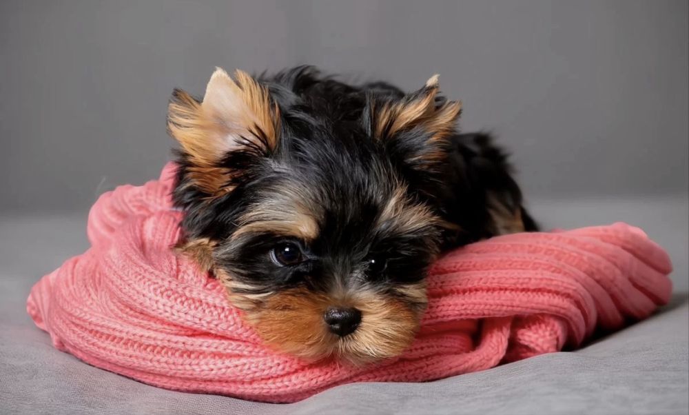 Йоркшерский  бейби фейс