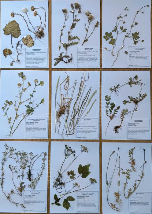 40 gat  ZIELNIK 2025 Z  opisami nienaklejony