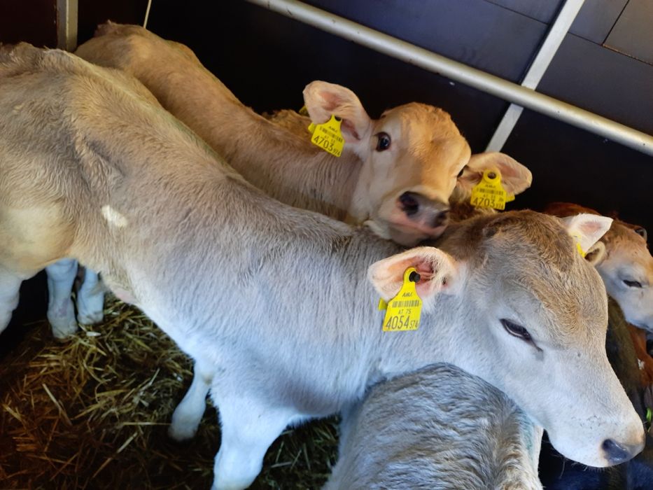 Cielaki miesne Tomaszow Mazowiecki