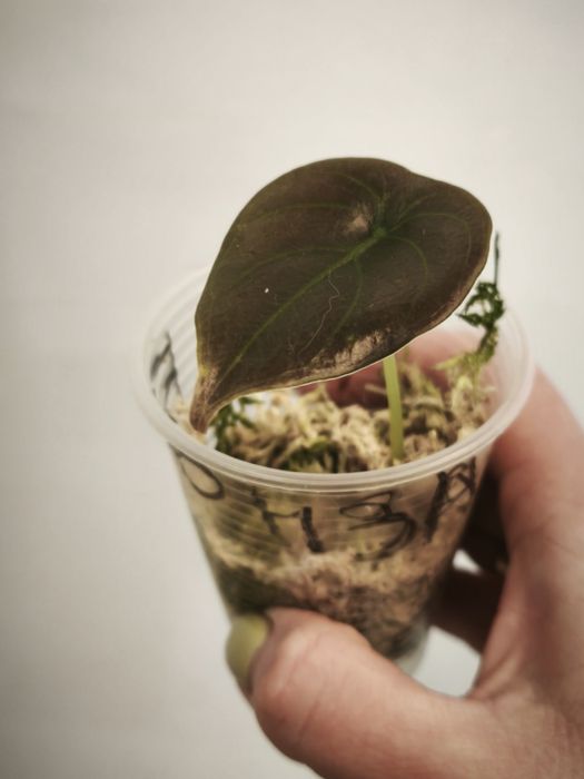 Алоказия Ред Сикрет